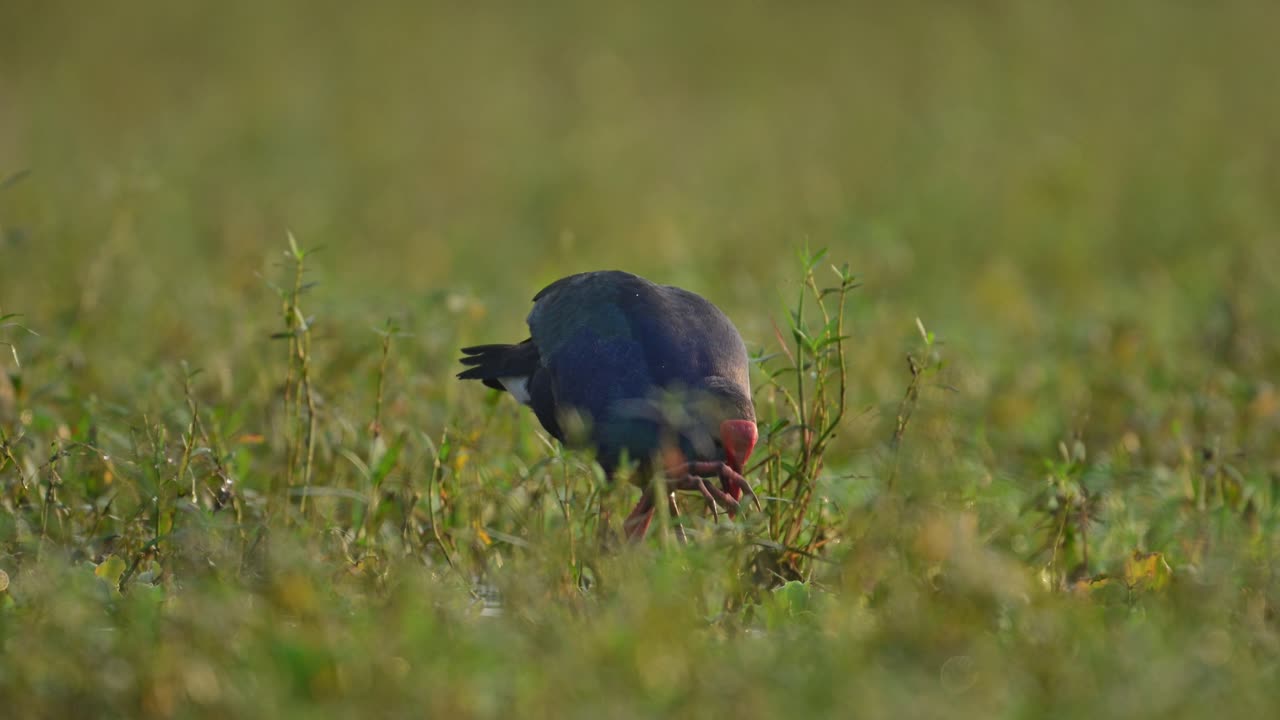 el tiburón de pantano con capucha gris se alimenta en los humedales