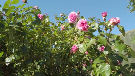 Oinkfarbene-Rosen,-Die-Sich-Im-Wind-Wiegen,-Mit-Einem-Klaren-Blauen-Himmel-Als-Hintergrund