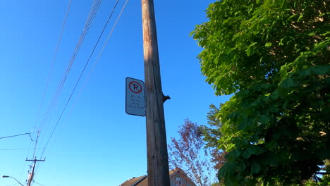 squirrel climbing electric pole, funny view, electric wires, climb, urban animal