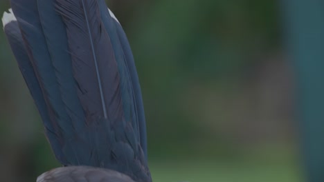 razor-billed curassow - a bird from pantanal - closeup of its tail and head