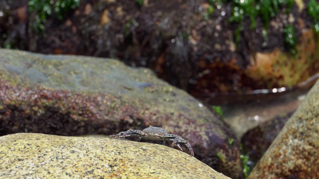 해변의 바위에서 일광욕을 하는 게