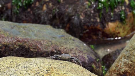cangrejo tomando el sol en las rocas junto a la playa