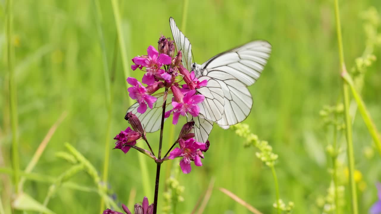 Accoppiamento di farfalle. La farfalla Aporia crataegi, nota come cavolaia del biancospino, è una grande farfalla della famiglia delle Pieridae
