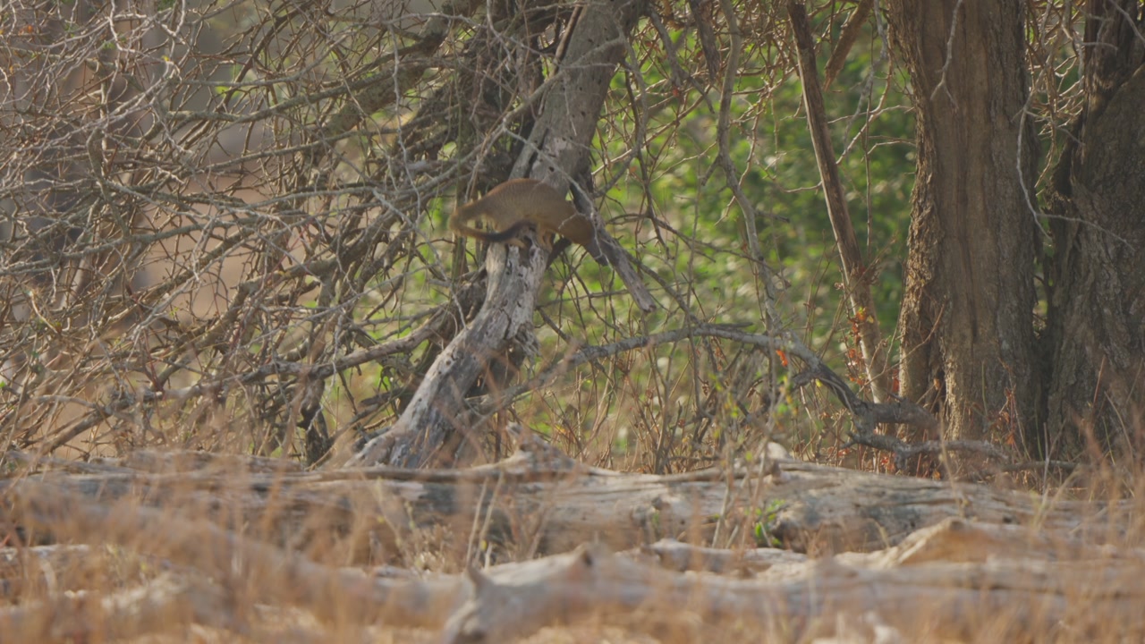 Slender mongoose walks and balances on a sloped tree trunk in slow motion, moving cautiously through dry woodland undergrowth in natural African savanna habitat.