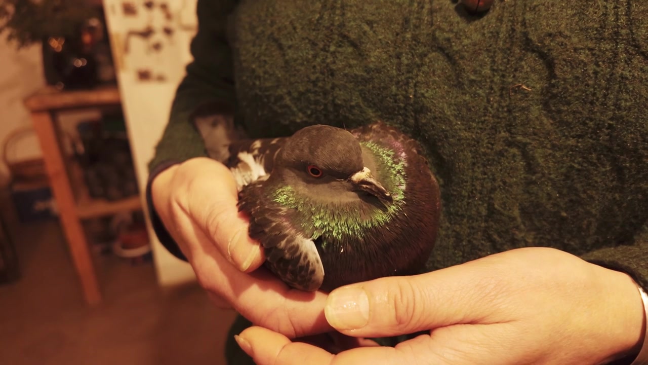 Emotional rescue scene features gentle bird protection, humane treatment indoors