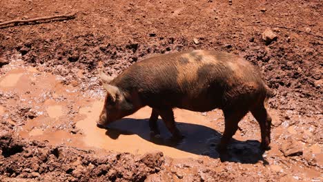 pig wallows happily in muddy puddle