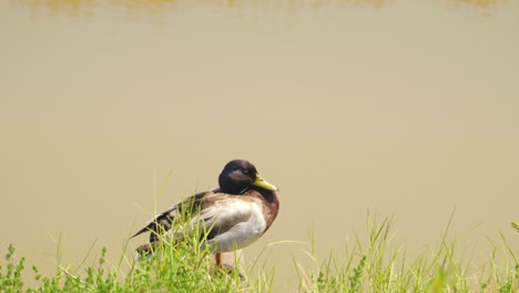 mallard duck on lake of large golf course