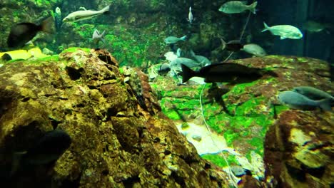 vida acuática nadando en un tanque de peces vibrante