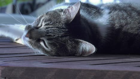 gato descansando en la mesa a la sombra, estirándose y mirando a la cámara