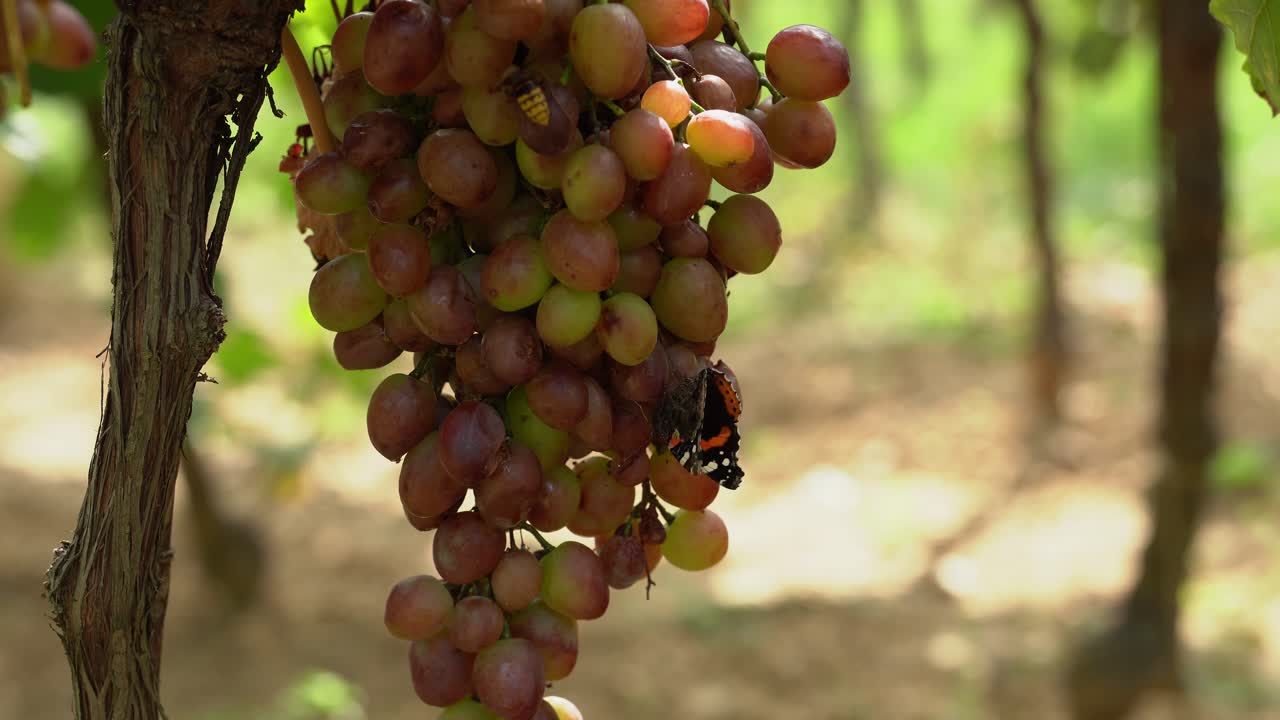 mariposa almirante roja festejando con un enorme racimo de uvas rojas y un gran avispón se une a ella