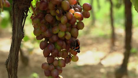 red admiral butterfly feasting on a huge cluster of red grapes and big hornet joins it