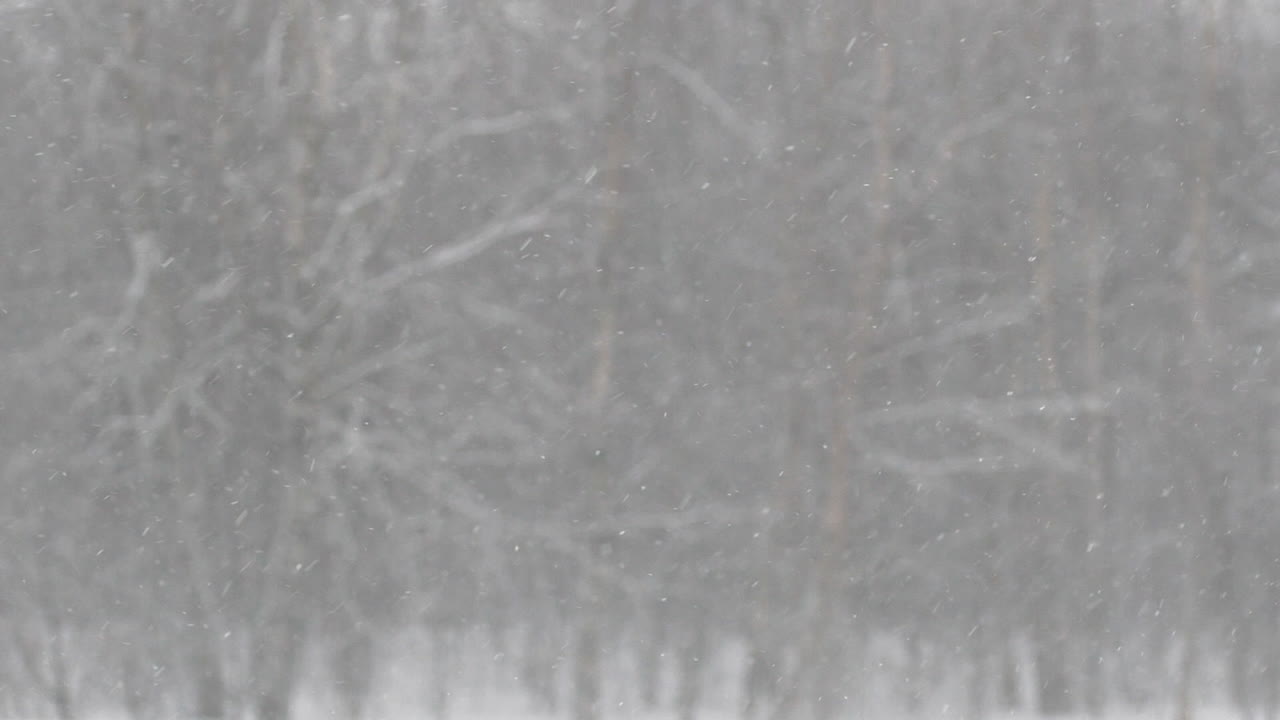 Snow falling in front of blurry forest background, slow motion