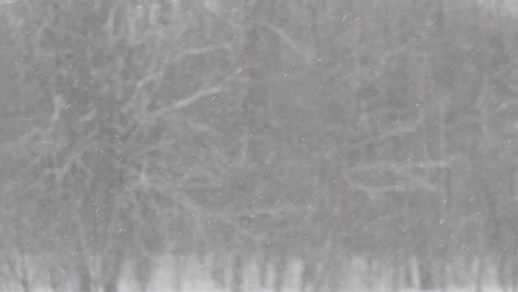 snow falling in front of blurry forest background, slow motion