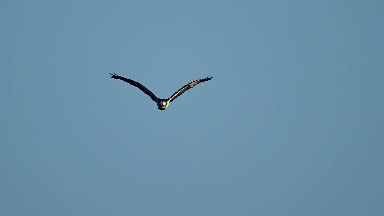 Natural ecological narrative emphasizing role of raptor within aquatic environment