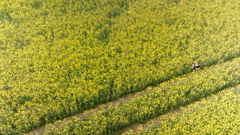 woman runs in a field of yellow flowers