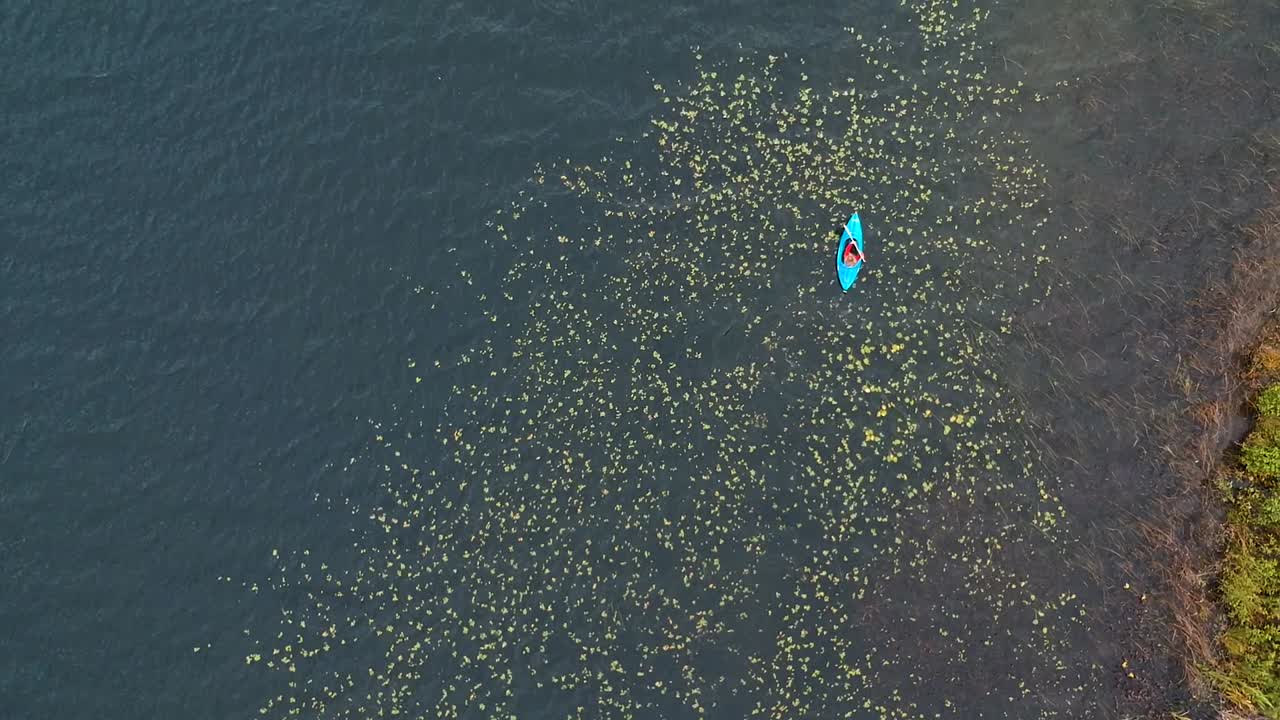 Birds eye view drone shot of a women paddling over lily pads and weeds in the beautiful countryside of Canada