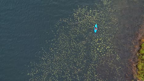 Vista-Aérea-De-Un-Dron-De-Una-Mujer-Remando-Sobre-Nenúfares-Y-Malezas-En-La-Hermosa-Campiña-De-Canadá