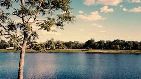 tree in foreground with a lake in the frame