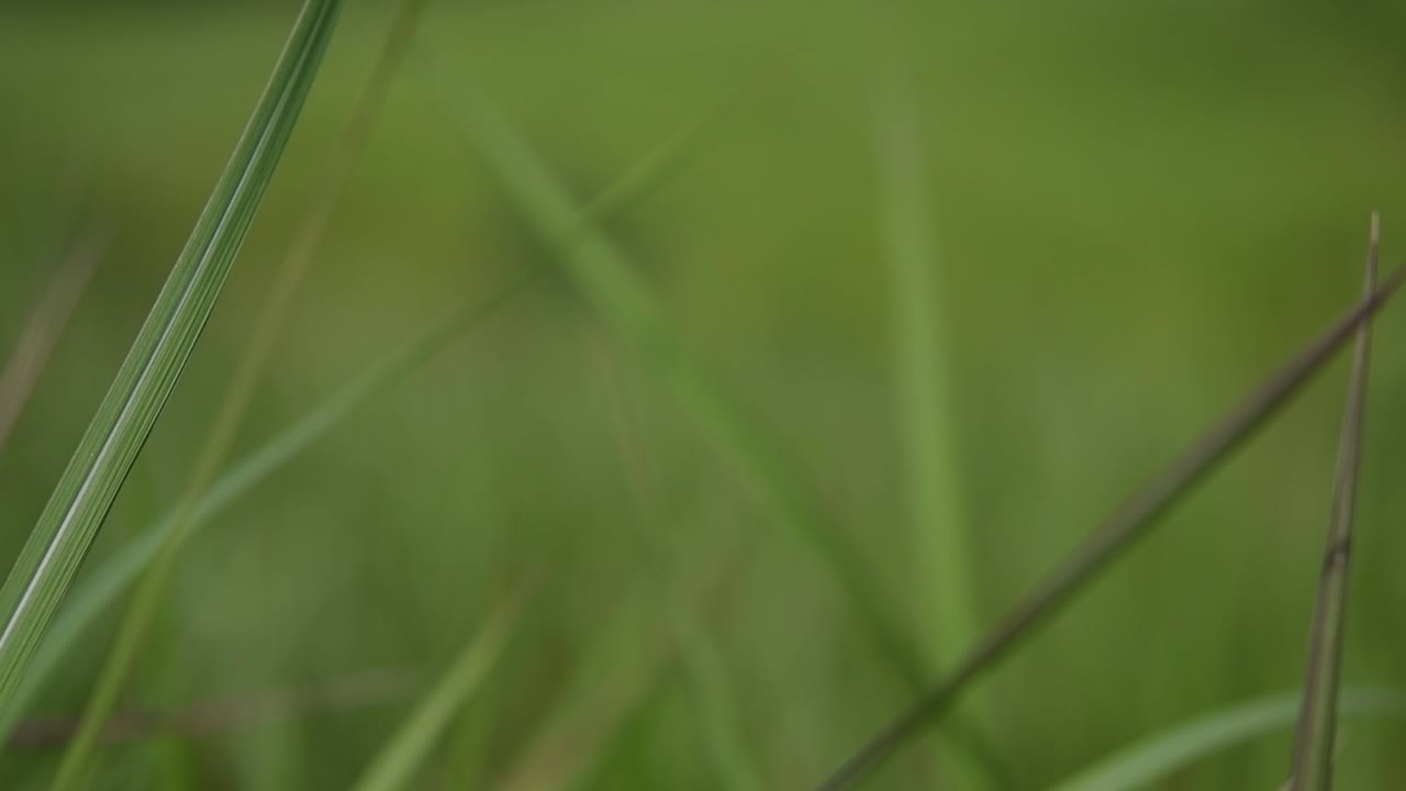 una hierba perenne originaria de asia tropical y subtropical y también introducida en varios países