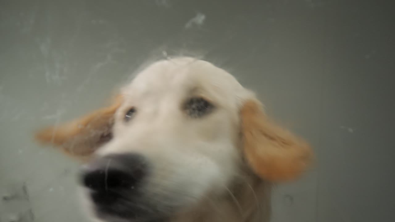 golden retriever comiendo golosinas