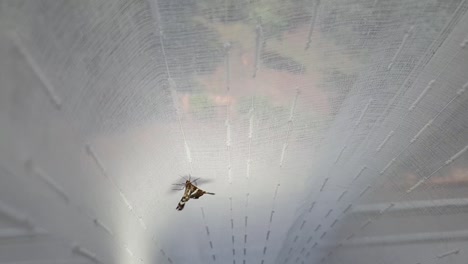 hermosa polilla marrón con alas doradas y amarillas texturadas volando y tratando de escapar en una cortina de ventana dentro de casa