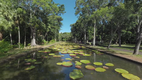 Green-park-with-big-trees-and-lily-pads-in-the-pond-Mauritius