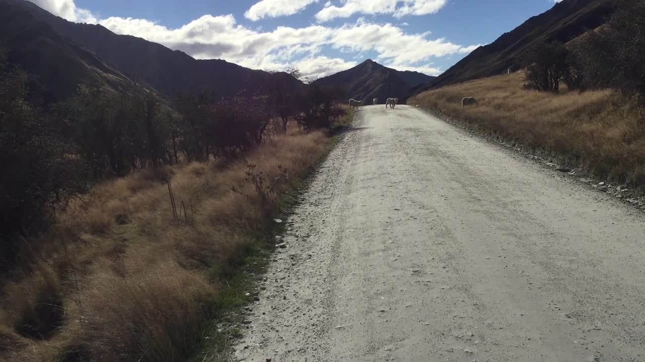 Scenic Dirt Road in New Zealand Mountains with Sheep
