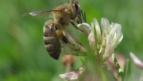 close-up of bee collecting nectar from flower during sunny day in a vibrant garden