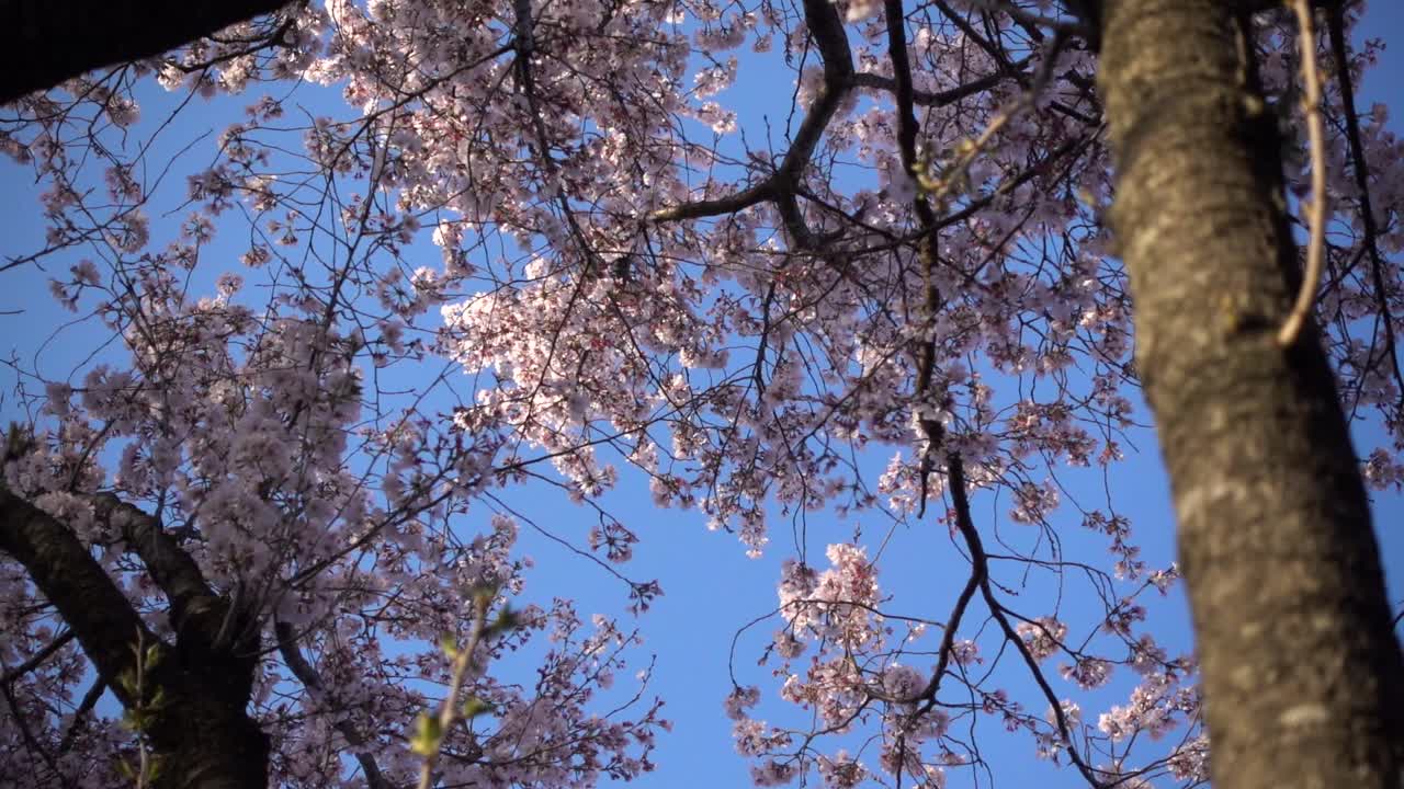 Vento forte che agita gli alberi di ciliegio Sakura in fiore in una giornata luminosa e soleggiata