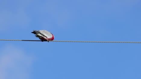 la cacatúa galah se alza en un alambre