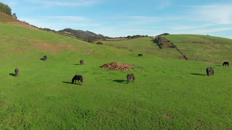 animals enjoying a sunny day in the mountain, view from the sky (drone)