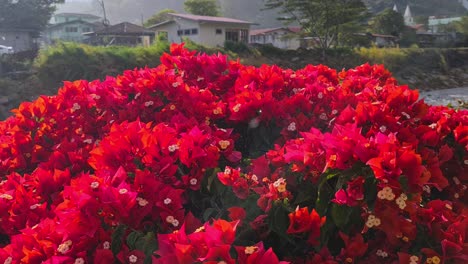 red flowers on rainy day, close up. boquete coffee and gardens fair, panama