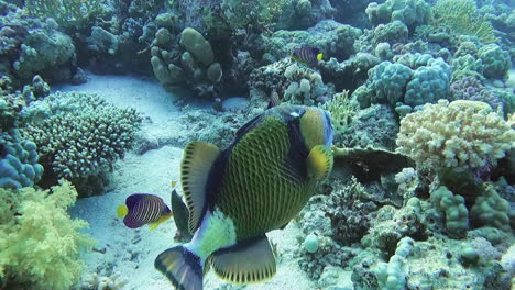 un pez ballesta titán nada con especies más pequeñas en esta vista submarina de un hábitat de arrecife de coral tropical