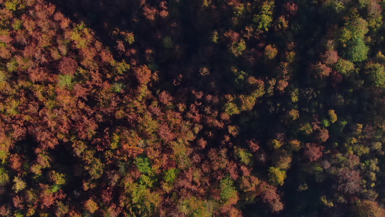 Vista aerea delle cime degli alberi che mostrano vari colori autunnali. Gli alberi sono fittamente raggruppati creando un motivo di tonalità rosse, arancioni, gialle e verdi.