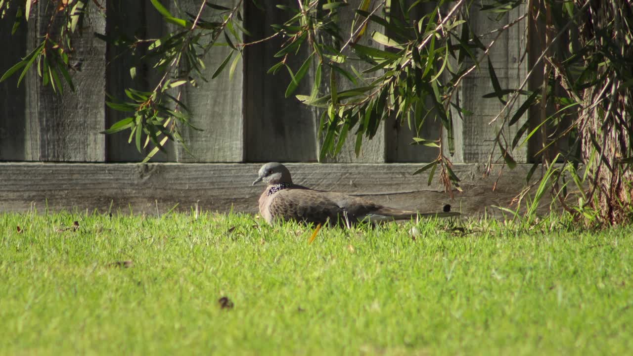 Spotted Dove Bird Sitting On Grass in the Sun Scratching Its Face Daytime Australia, Victoria, Maffra, Gippsland