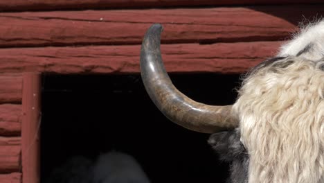 cuerno de yak - primer plano extremo