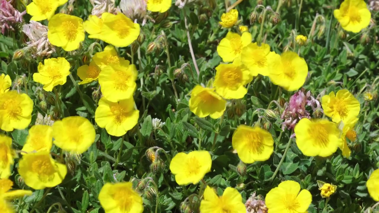 Klare gule alpeblomster som vokser høyt oppe i Gran Sasso nasjonalpark. Sommer. Italia