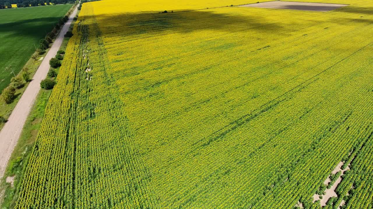 Aerial shooting field of sunflowers in summer. take-off up camera