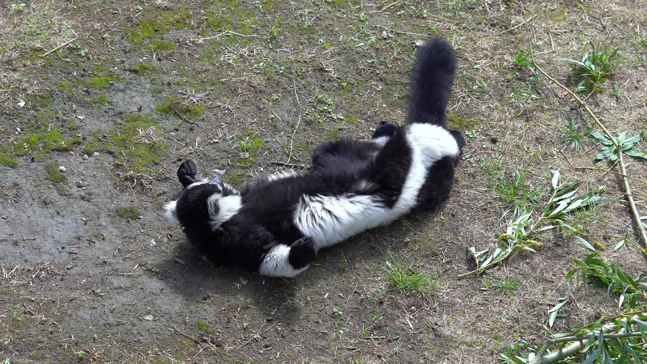 Black and white ruffed lemur in supine position and grooming - Top down view