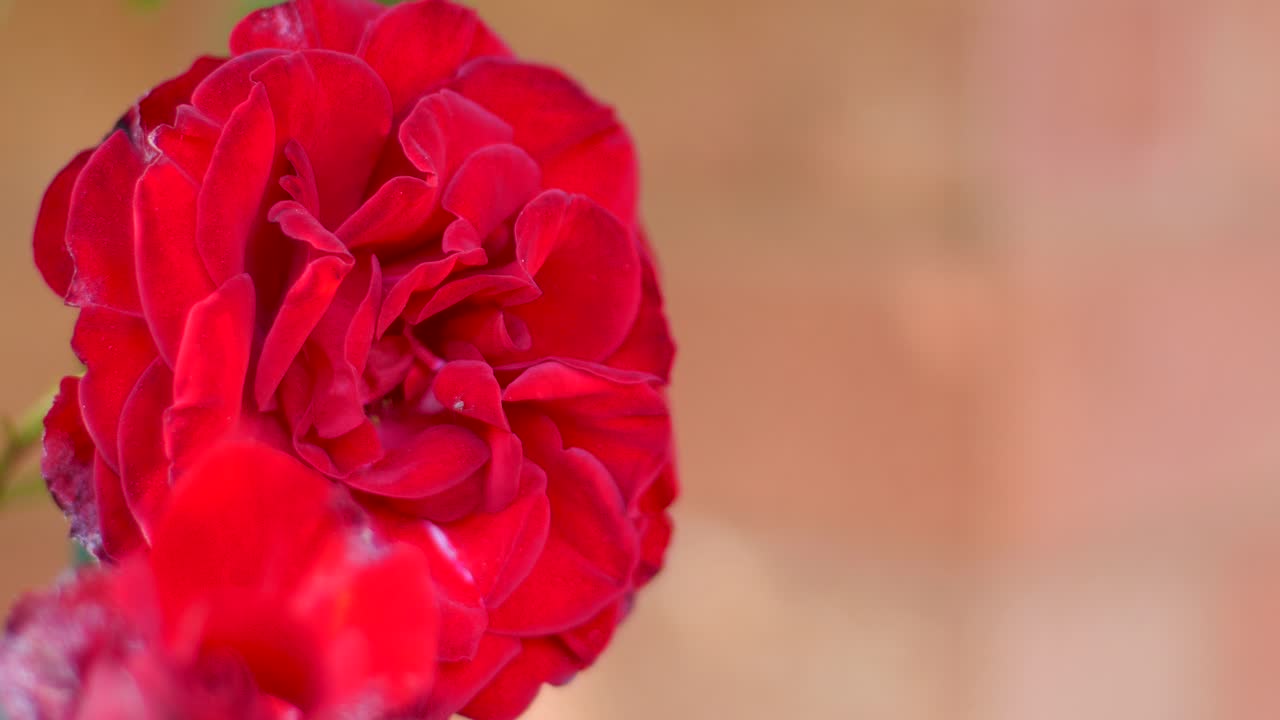 Una bella rosa rossa nel vento