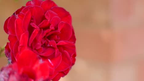 a pretty red rose in the wind