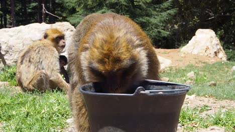 Imágenes-De-4k-De-Macaco-De-Barbary,-Macaca-Sylvanus-3