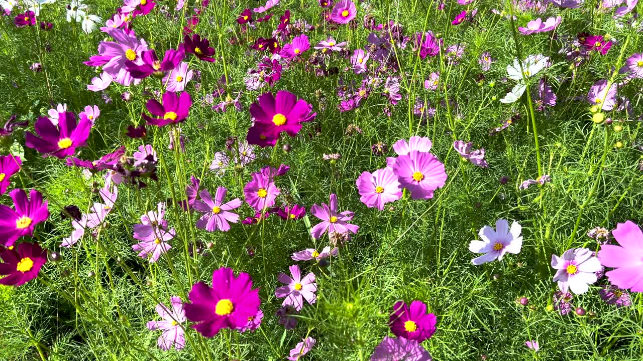 las coloridas flores del cosmos se balancean en la brisa
