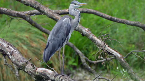 close up shot of wild grey heron bird perched on tree branch in wilderness - prores high quality clip of nature