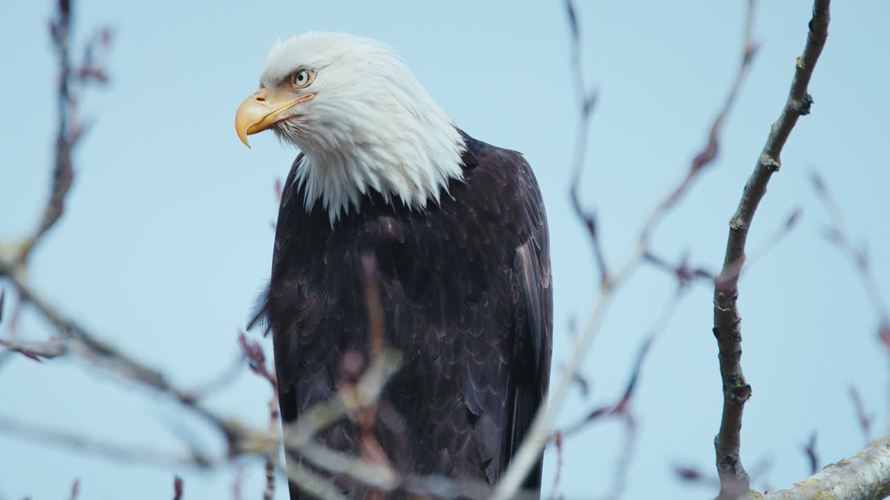 águila calva en un árbol mirando alrededor