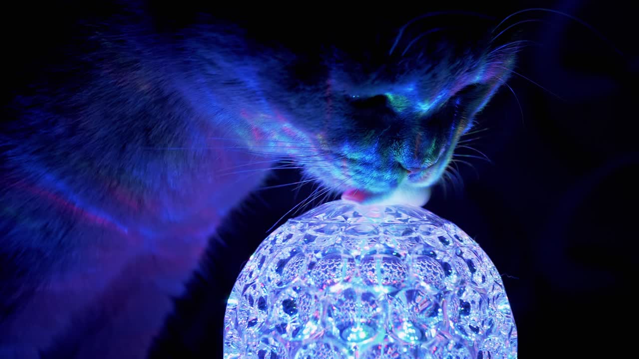 Renrasig brittisk katt som nosar, slickar en snurrande discokula i mörkret hemma. 4K