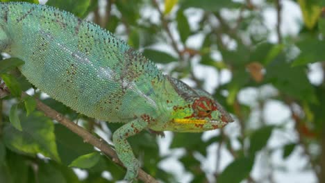 Cameleon-on-a-tree-in-the-jungle,-being-gently-pet-by-child-hand,-Madagaskar,-Nosy-Be,-Africa