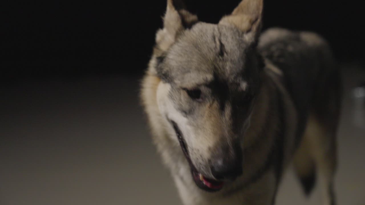 perro lobo en un ambiente de estudio oscuro