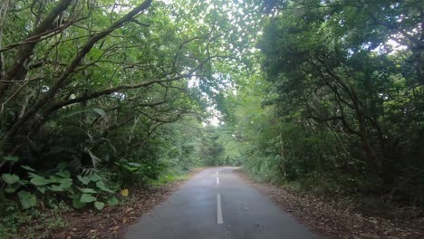 Wide-POV-shot-of-a-person-walking-down-a-road-through-a-healthy-national-park