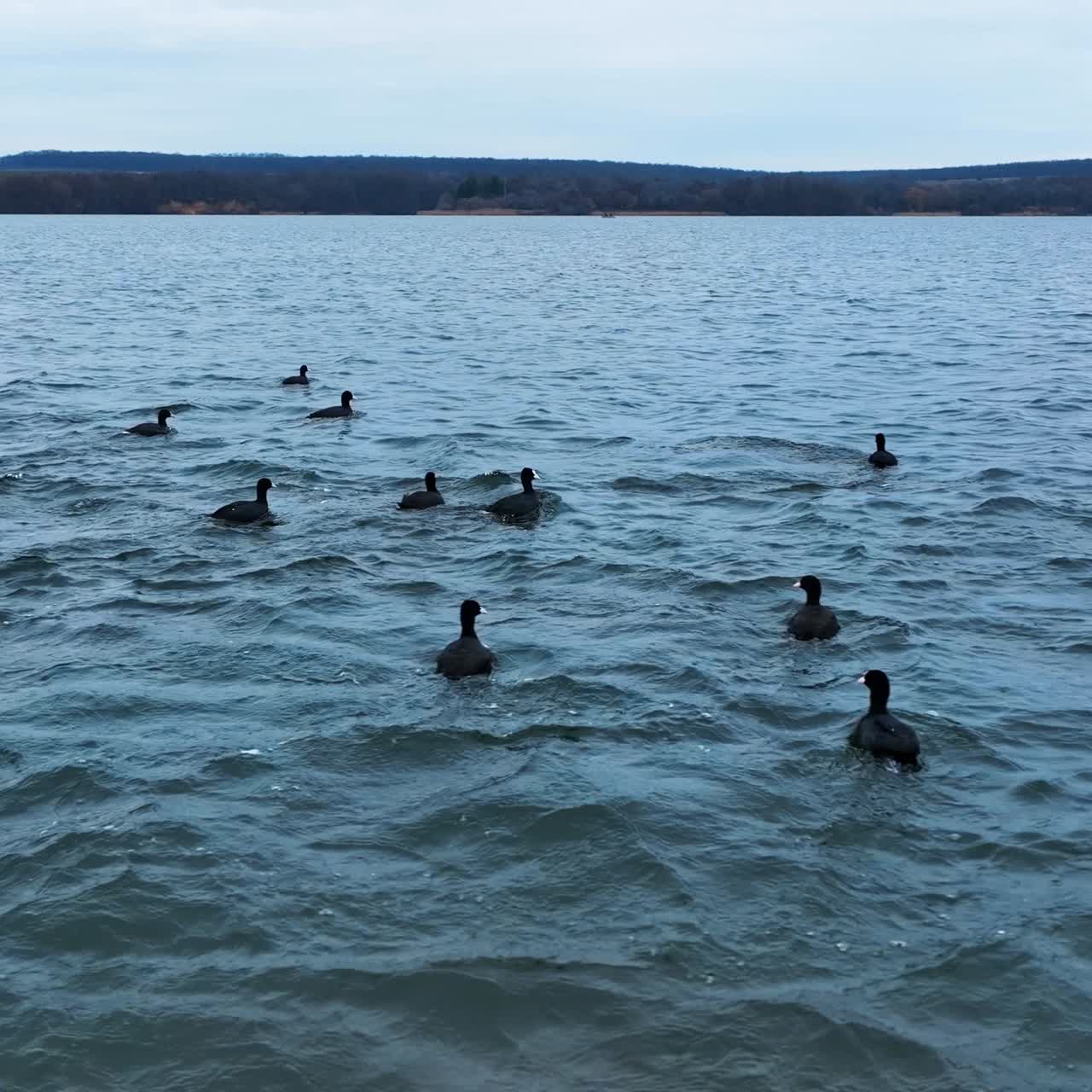 Flight above large flock of birds in nature. Aerial view of ducks on the lake